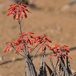 Aloe chabaudii